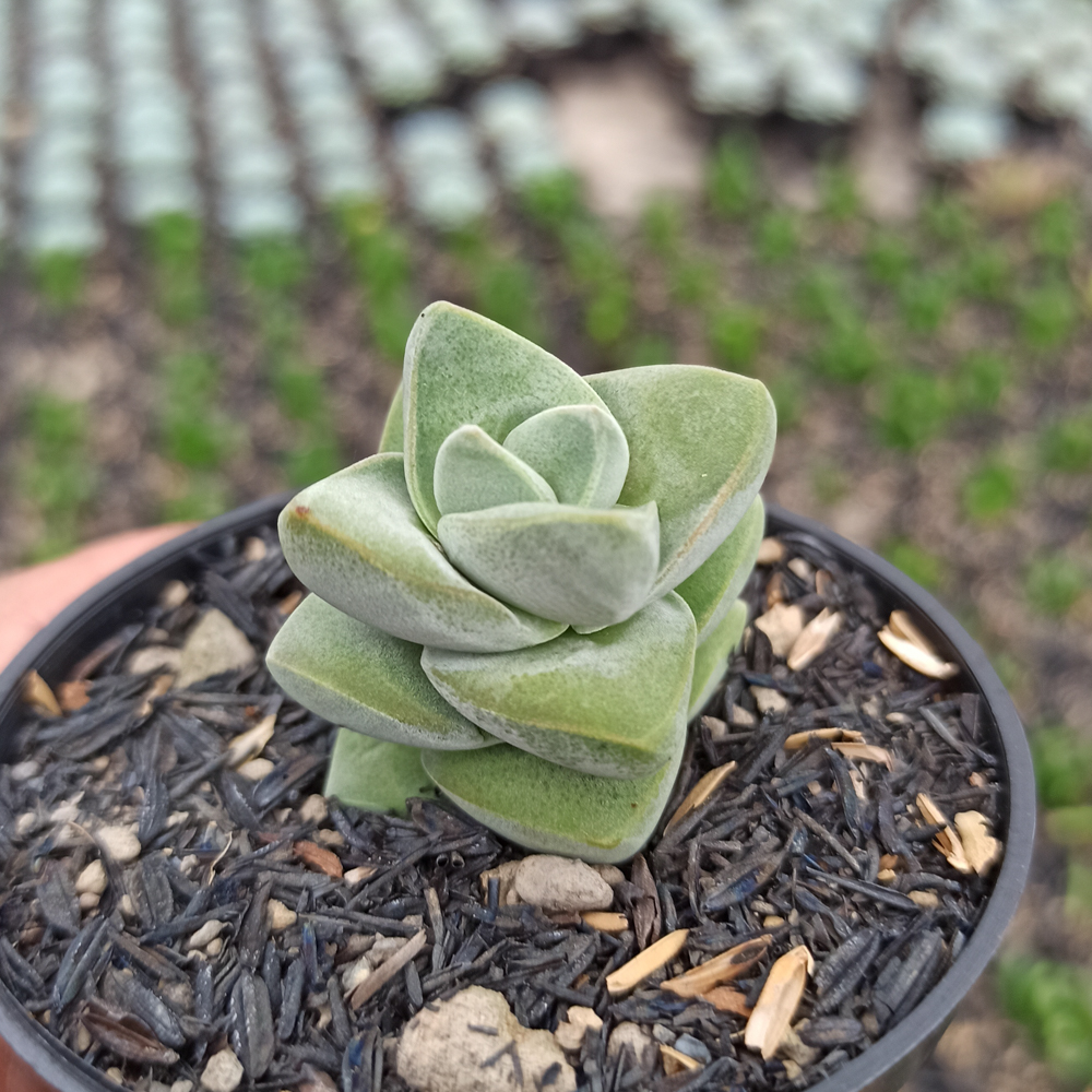kaktus.id
