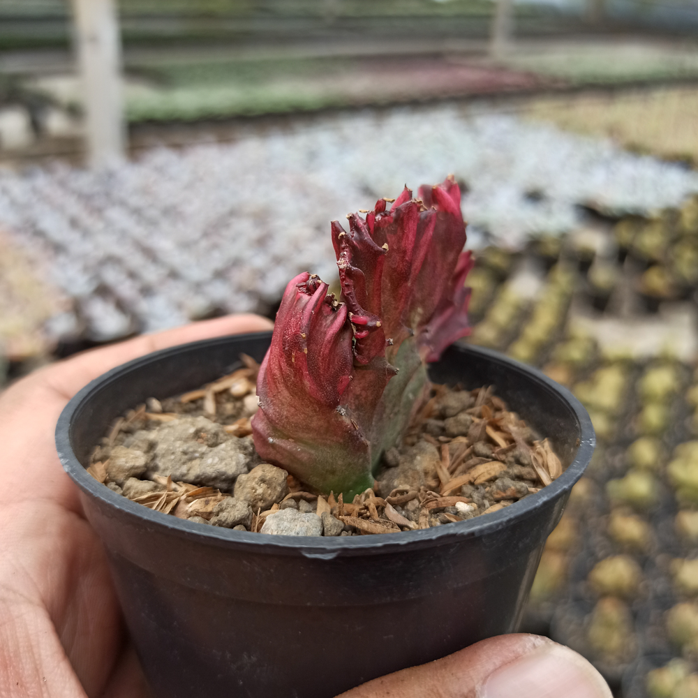 kaktus.id