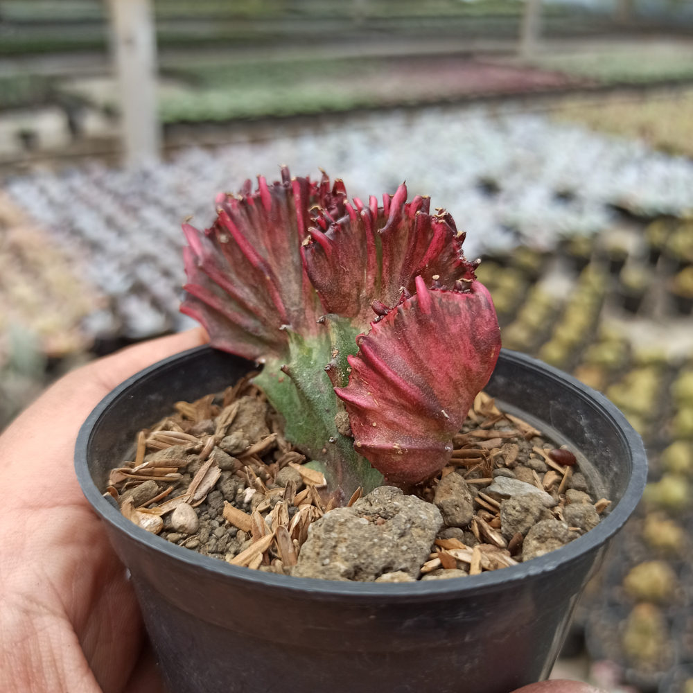 kaktus.id