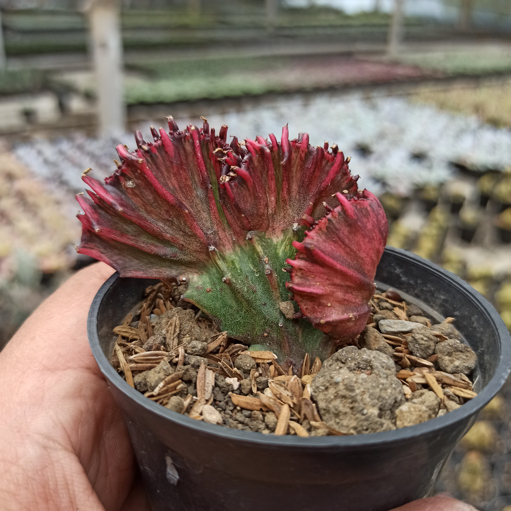 kaktus.id