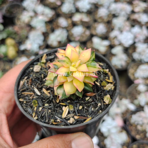 Anacampseros Telephiastrum Variegated, real gallery image #1 plants. Picture taken directly from kaktus.id community Anacampseros farmer green houses.