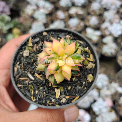 Anacampseros Telephiastrum Variegated, real gallery image #6 plants. Picture taken directly from kaktus.id community Anacampseros farmer green houses.