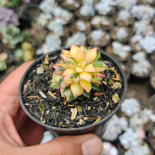 Anacampseros Telephiastrum Variegated, real gallery image #8 plants. Picture taken directly from kaktus.id community Anacampseros farmer green houses.