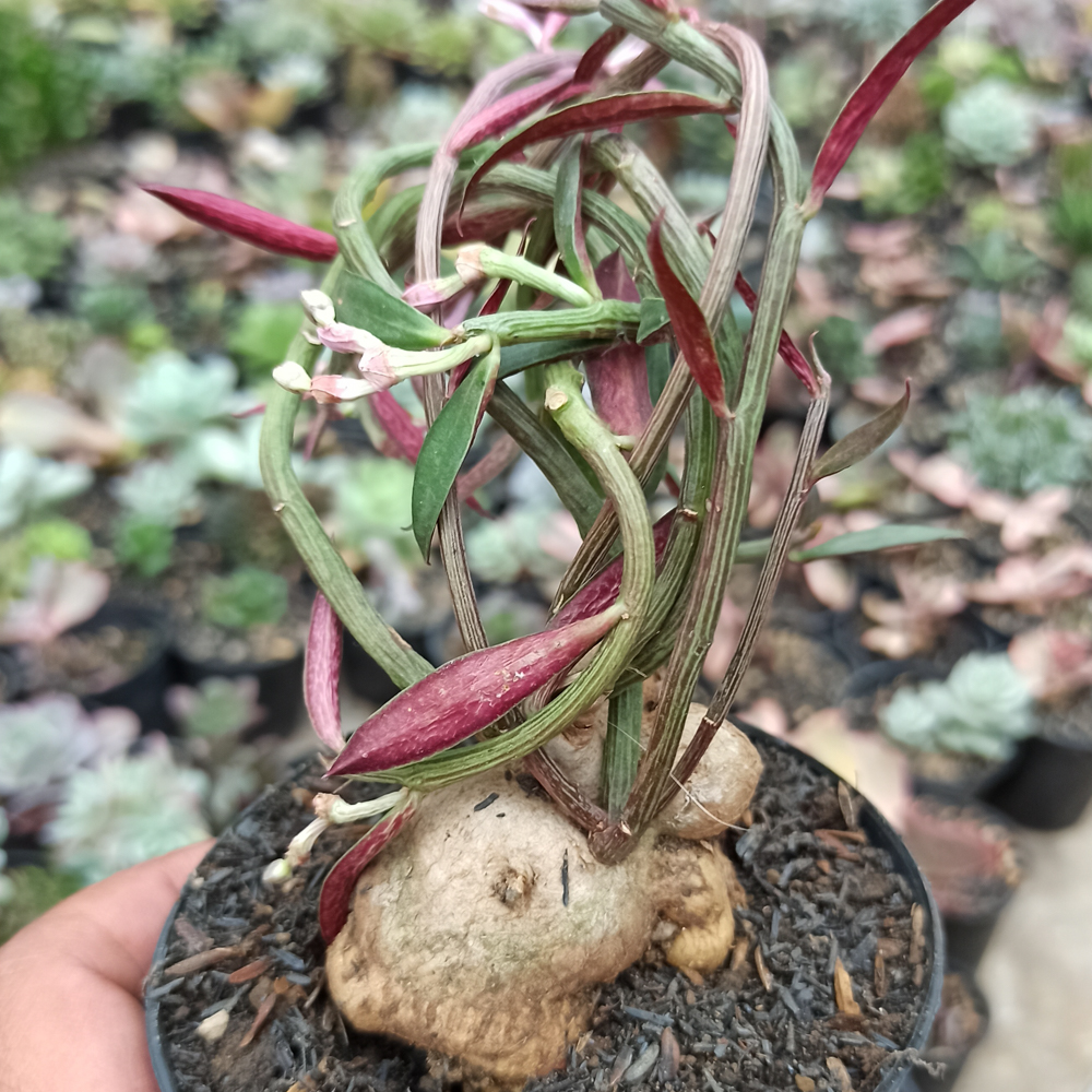 kaktus.id