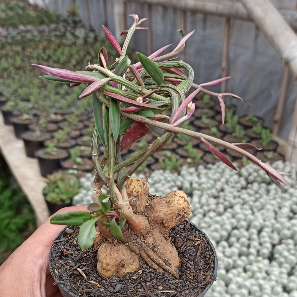 kaktus.id