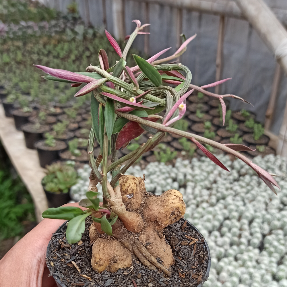 kaktus.id