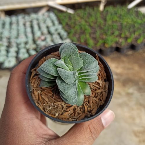 Crassula Morgans Beauty, real gallery image #5 plants. Picture taken directly from kaktus.id community Crassula farmer green houses.
