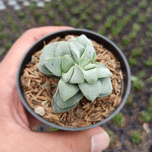 Crassula Morgans Beauty, real gallery image #4 plants. Picture taken directly from kaktus.id community Crassula farmer green houses.
