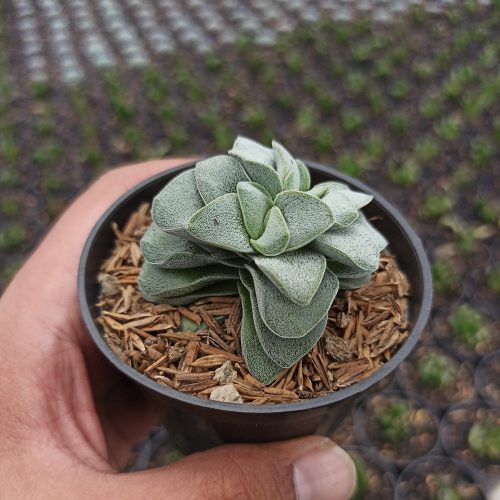 Crassula Morgans Beauty, real gallery image #3 plants. Picture taken directly from kaktus.id community Crassula farmer green houses.