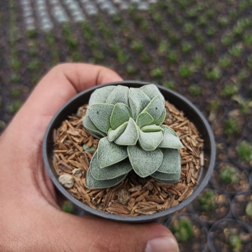 Crassula Morgans Beauty, real gallery image #2 plants. Picture taken directly from kaktus.id community Crassula farmer green houses.