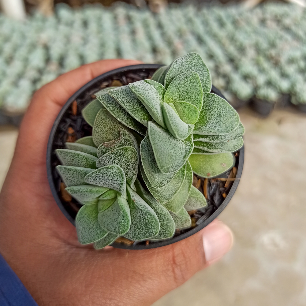 kaktus.id