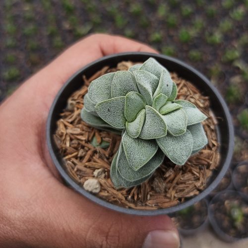 Crassula Morgans Beauty, real gallery image #1 plants. Picture taken directly from kaktus.id community Crassula farmer green houses.