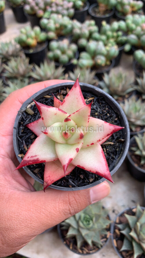 Echeveria Agavoides Ebony - The Bloody Succulents, real gallery image #4 plants. Picture taken directly from kaktus.id community Echeveria farmer green houses.