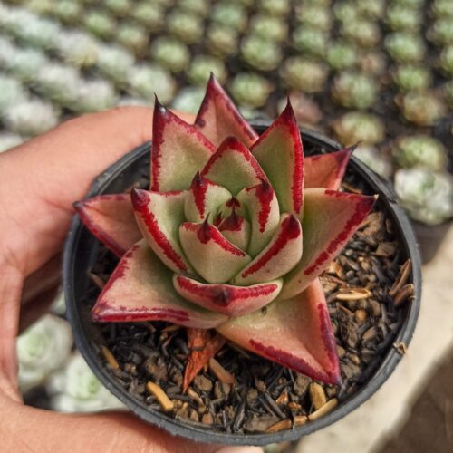 Echeveria Agavoides Ebony - The Bloody Succulents, real gallery image #9 plants. Picture taken directly from kaktus.id community Echeveria farmer green houses.