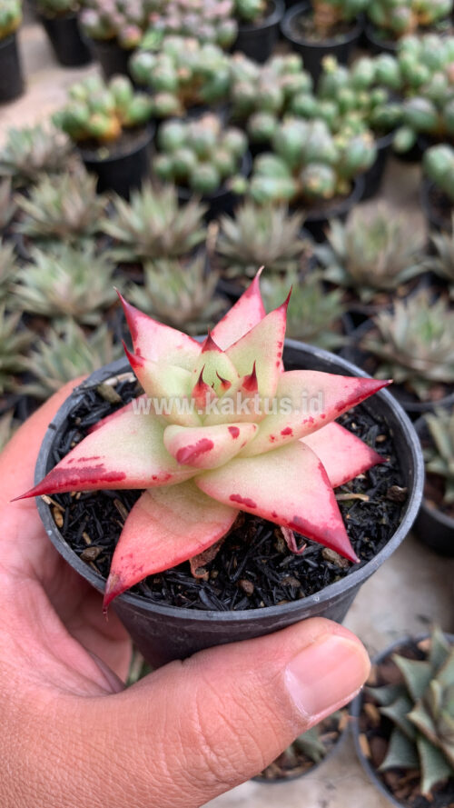 Echeveria Agavoides Ebony - The Bloody Succulents, real gallery image #1 plants. Picture taken directly from kaktus.id community Echeveria farmer green houses.