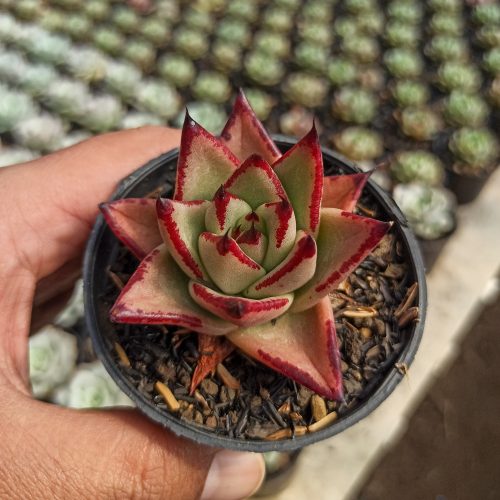 Echeveria Agavoides Ebony - The Bloody Succulents, real gallery image #11 plants. Picture taken directly from kaktus.id community Echeveria farmer green houses.