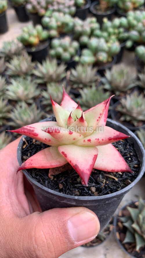 Echeveria Agavoides Ebony - The Bloody Succulents, real gallery image #7 plants. Picture taken directly from kaktus.id community Echeveria farmer green houses.
