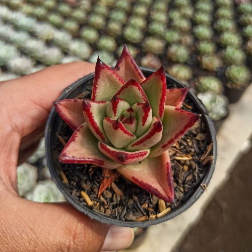 Echeveria Agavoides Ebony - The Bloody Succulents, real gallery image #6 plants. Picture taken directly from kaktus.id community Echeveria farmer green houses.