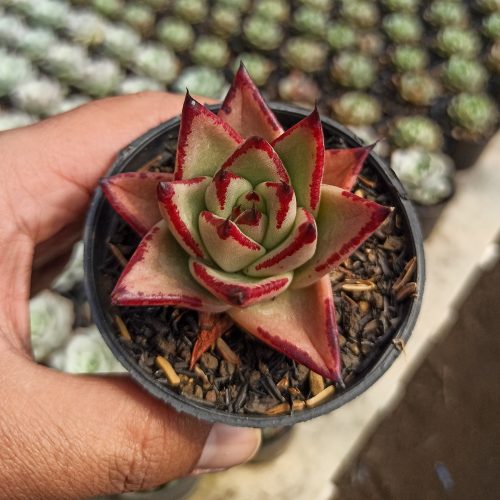 Echeveria Agavoides Ebony - The Bloody Succulents, real gallery image #8 plants. Picture taken directly from kaktus.id community Echeveria farmer green houses.