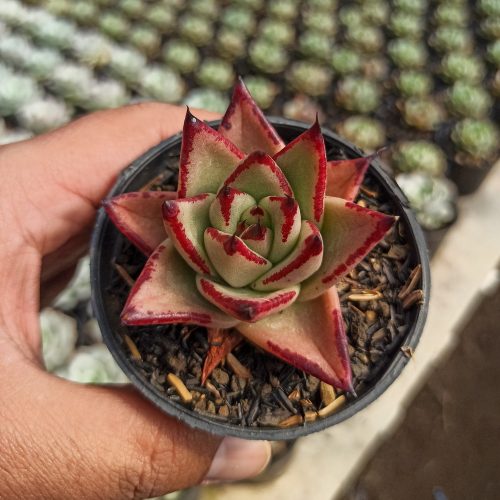 Echeveria Agavoides Ebony - The Bloody Succulents, real gallery image #2 plants. Picture taken directly from kaktus.id community Echeveria farmer green houses.