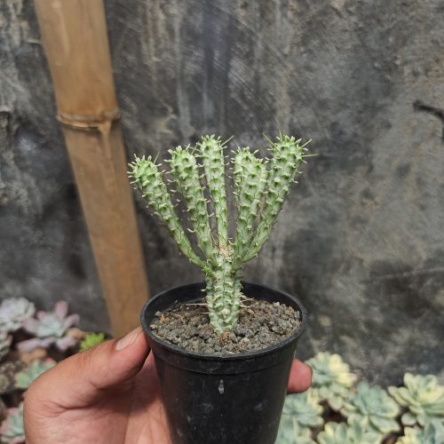 Euphorbia Mammillaris, real gallery image #2 plants. Picture taken directly from kaktus.id community Euphorbia farmer green houses.
