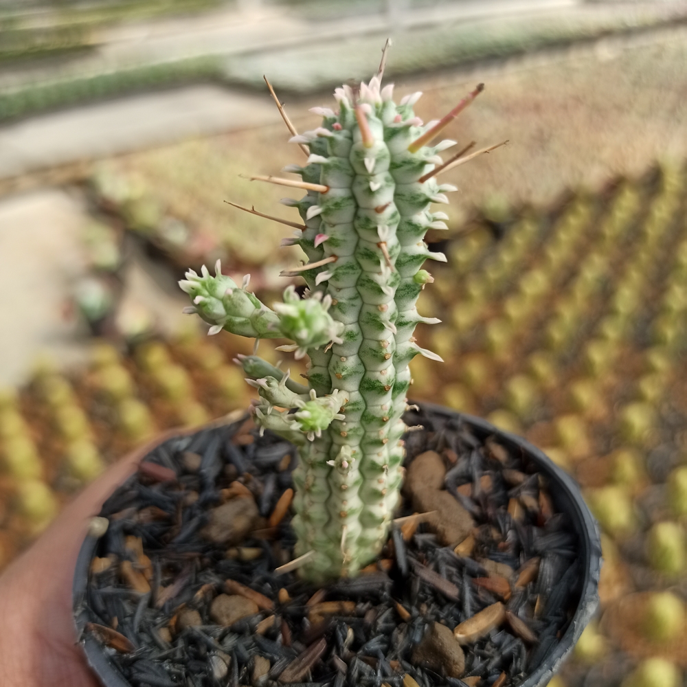 kaktus.id