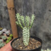 Euphorbia Mammillaris, real gallery image #3 plants. Picture taken directly from kaktus.id community Euphorbia farmer green houses.