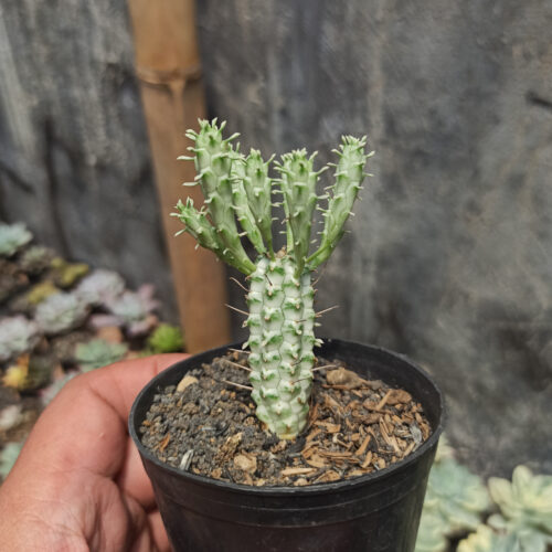 Euphorbia Mammillaris, real gallery image #4 plants. Picture taken directly from kaktus.id community Euphorbia farmer green houses.