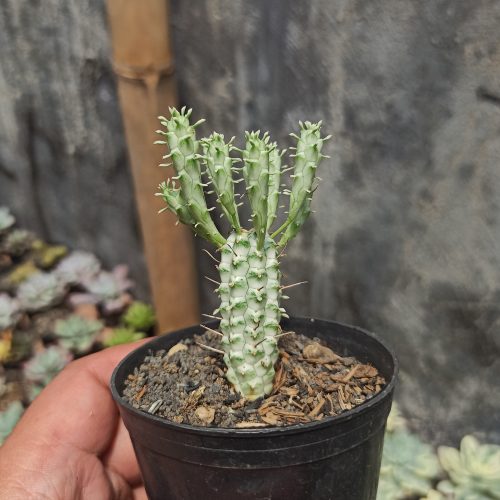 Euphorbia Mammillaris, real gallery image #5 plants. Picture taken directly from kaktus.id community Euphorbia farmer green houses.