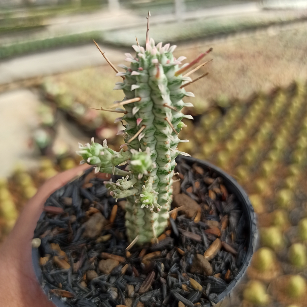 kaktus.id