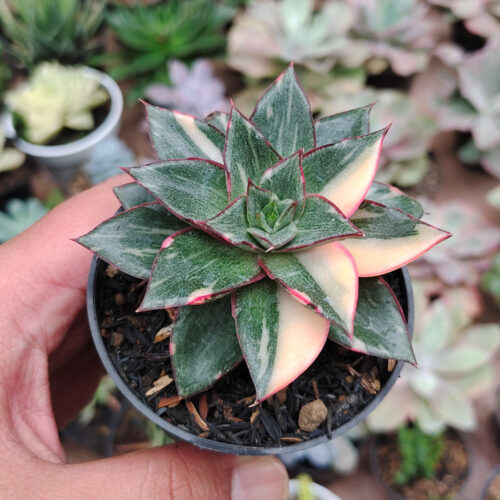 Echeveria Monocerotis Variegated, real gallery image #9 plants. Picture taken directly from kaktus.id community Echeveria farmer green houses.