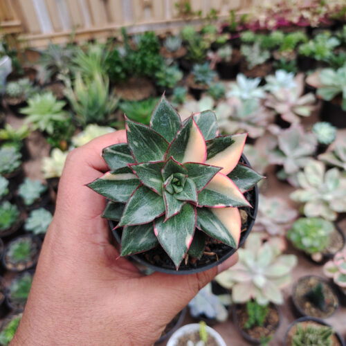 Echeveria Monocerotis Variegated, real gallery image #17 plants. Picture taken directly from kaktus.id community Echeveria farmer green houses.