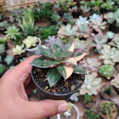 Echeveria Monocerotis Variegated, real gallery image #10 plants. Picture taken directly from kaktus.id community Echeveria farmer green houses.