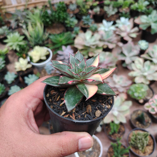 Echeveria Monocerotis Variegated, real gallery image #11 plants. Picture taken directly from kaktus.id community Echeveria farmer green houses.