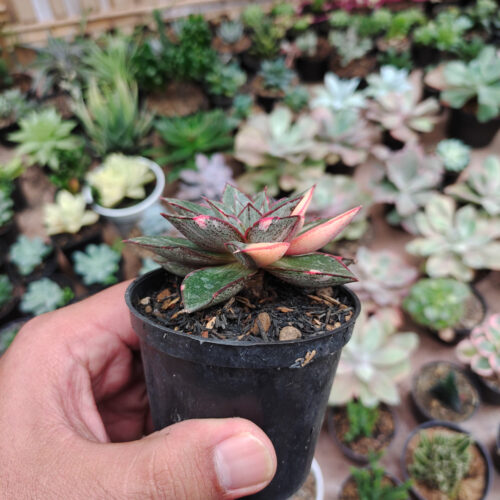 Echeveria Monocerotis Variegated, real gallery image #12 plants. Picture taken directly from kaktus.id community Echeveria farmer green houses.
