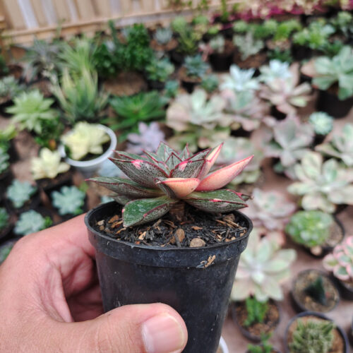 Echeveria Monocerotis Variegated, real gallery image #13 plants. Picture taken directly from kaktus.id community Echeveria farmer green houses.