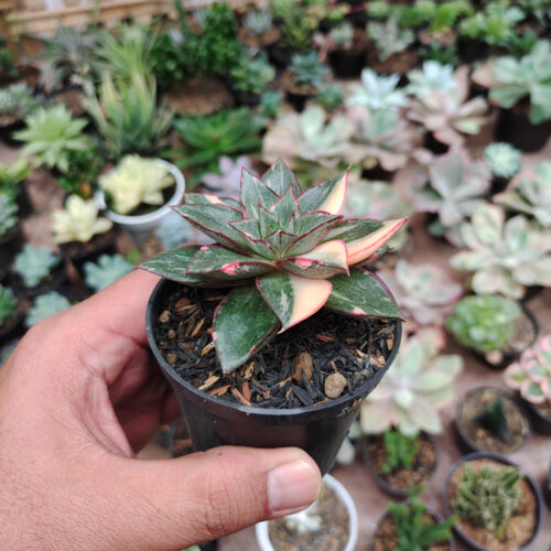 Echeveria Monocerotis Variegated, real gallery image #14 plants. Picture taken directly from kaktus.id community Echeveria farmer green houses.