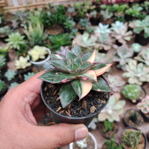 Echeveria Monocerotis Variegated, real gallery image #15 plants. Picture taken directly from kaktus.id community Echeveria farmer green houses.