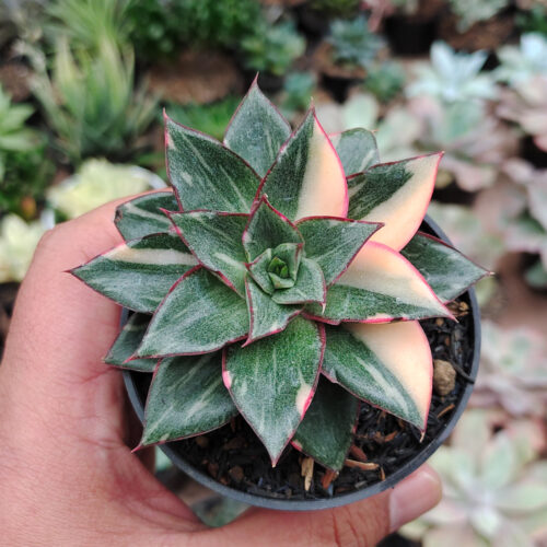 Echeveria Monocerotis Variegated, real gallery image #16 plants. Picture taken directly from kaktus.id community Echeveria farmer green houses.