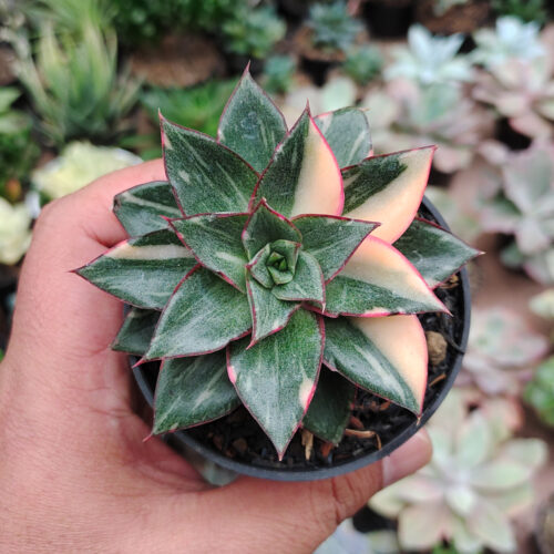 Echeveria Monocerotis Variegated, real gallery image #1 plants. Picture taken directly from kaktus.id community Echeveria farmer green houses.