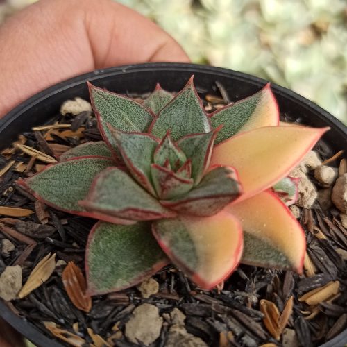Echeveria Monocerotis Variegated, real gallery image #3 plants. Picture taken directly from kaktus.id community Echeveria farmer green houses.