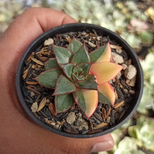Echeveria Monocerotis Variegated, real gallery image #6 plants. Picture taken directly from kaktus.id community Echeveria farmer green houses.