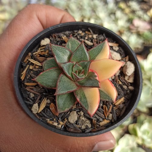Echeveria Monocerotis Variegated, real gallery image #5 plants. Picture taken directly from kaktus.id community Echeveria farmer green houses.