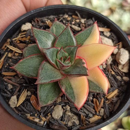 Echeveria Monocerotis Variegated, real gallery image #8 plants. Picture taken directly from kaktus.id community Echeveria farmer green houses.