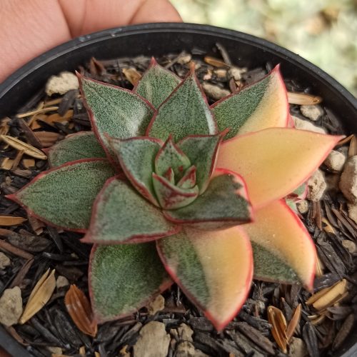 Echeveria Monocerotis Variegated, real gallery image #7 plants. Picture taken directly from kaktus.id community Echeveria farmer green houses.