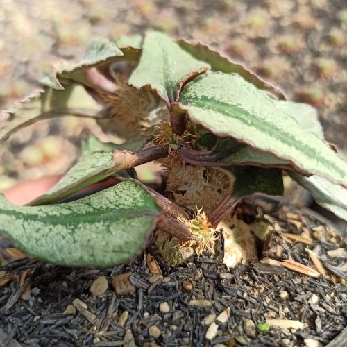 Euphorbia Francoisii, real gallery image #4 plants. Picture taken directly from kaktus.id community Euphorbia farmer green houses.