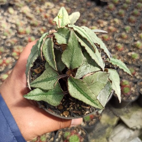 Euphorbia Francoisii, real gallery image #3 plants. Picture taken directly from kaktus.id community Euphorbia farmer green houses.