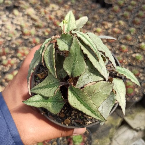 Euphorbia Francoisii, real gallery image #5 plants. Picture taken directly from kaktus.id community Euphorbia farmer green houses.