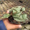 Euphorbia Francoisii, real gallery image #2 plants. Picture taken directly from kaktus.id community Euphorbia farmer green houses.