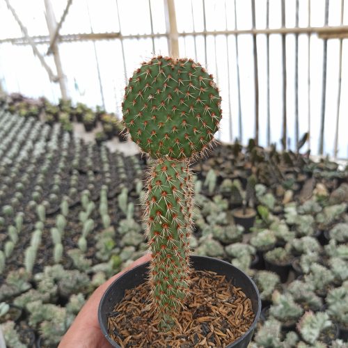 Opuntia Microdays, real gallery image #2 plants. Picture taken directly from kaktus.id community Opuntia farmer green houses.